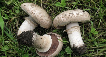 Dvoupórové žampiony: vlastnosti, užitečné vlastnosti a chuť